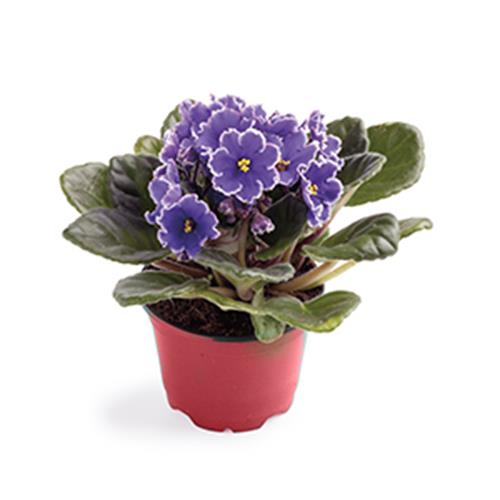 4” Violet with Colorful Over Pot